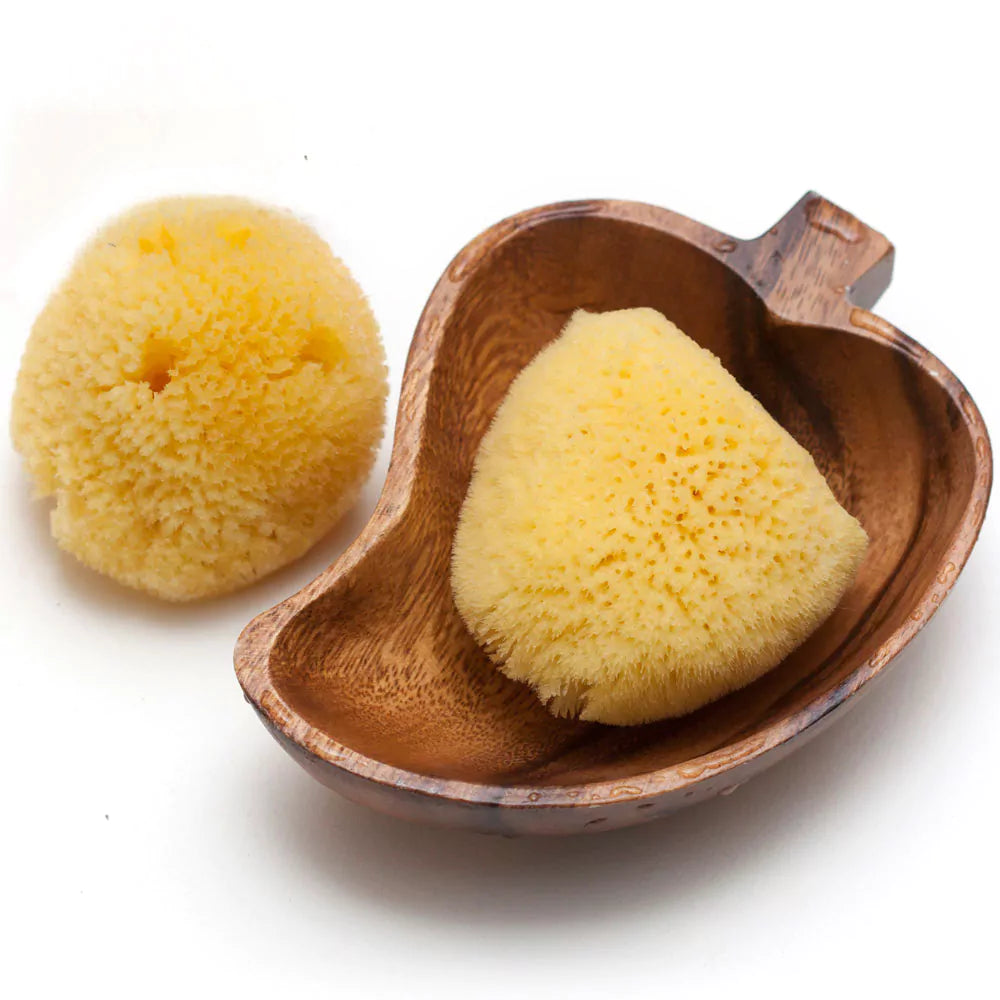 Natuurlijke spons, Zimocca