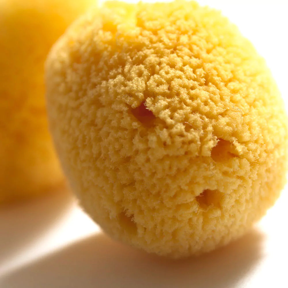 Natuurlijke spons, Zimocca